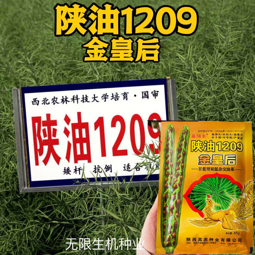 陕油1209油菜种子籽榨花