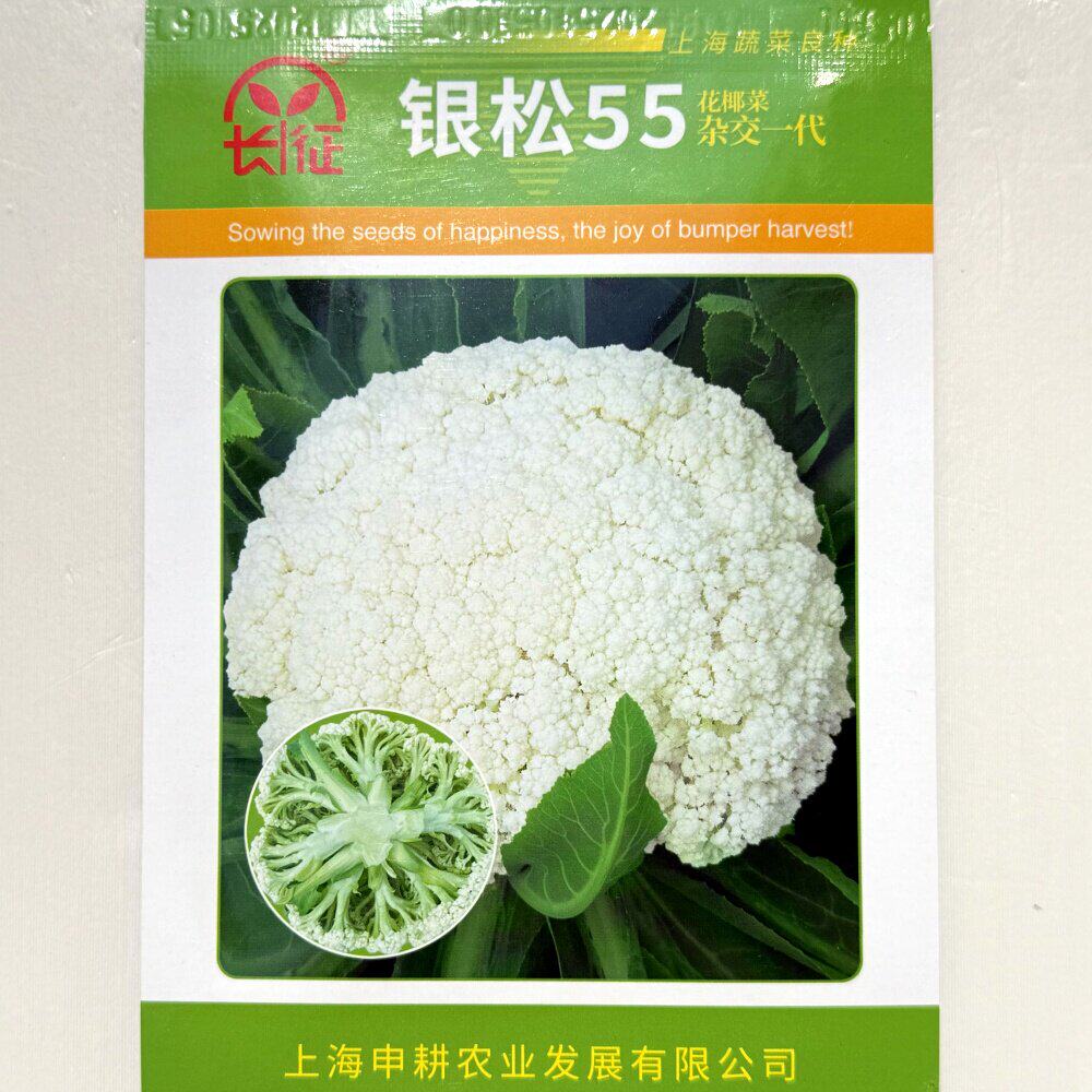 银松55杂交白花菜种子早