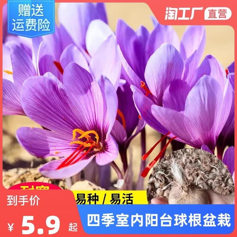 藏红花四季种植室内阳台花卉植物夏季冬季藏红花种球根盆栽