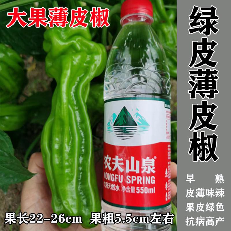 大果薄皮椒种子早熟特大高产抗病中辣春秋季阳台大田基地青椒种籽