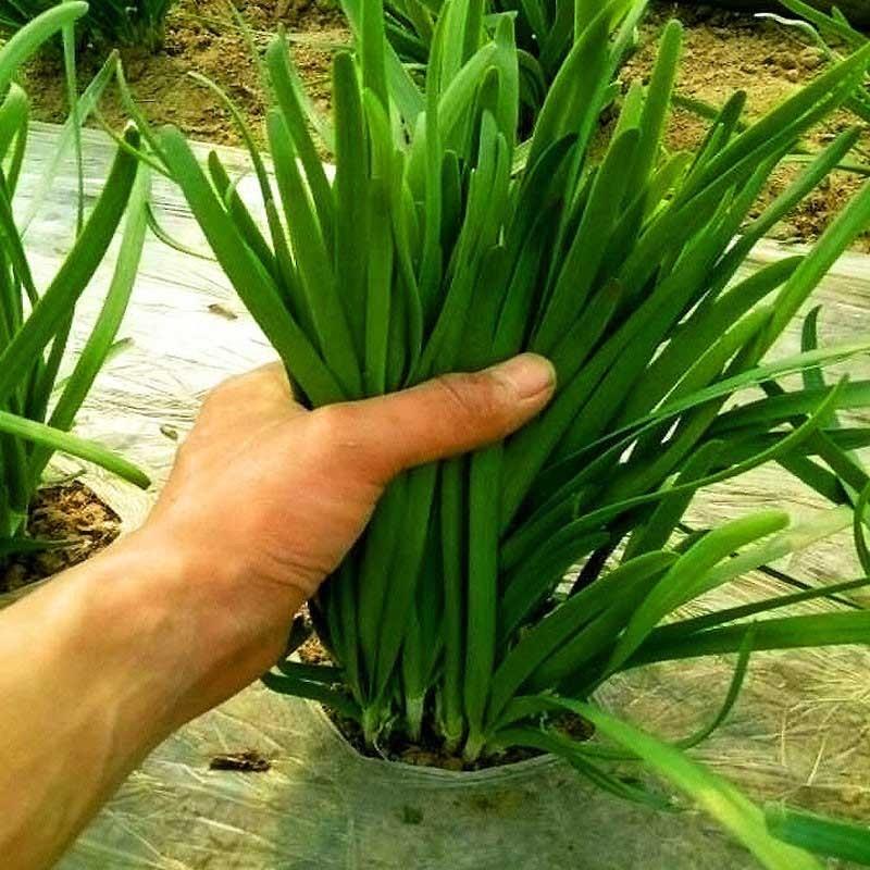 平龙黑苗韭菜种子叶片宽大肥厚白根韭菜籽产量高抗病春秋季蔬菜孑