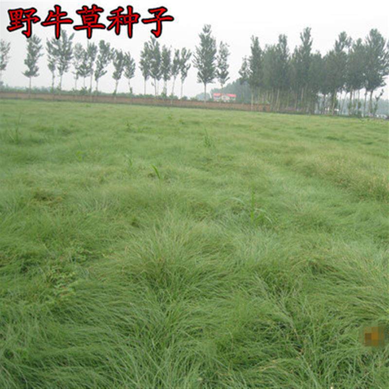 草坪种子 野牛草种子抗病虫易种植 耐磨耐践踏耐盐野牛草牧草种子