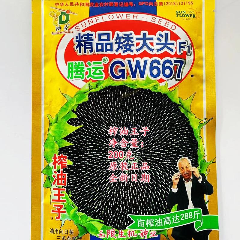 食用向日葵种子种籽矮葵花油葵盆栽观赏孑精品矮大头蔬菜子菜种