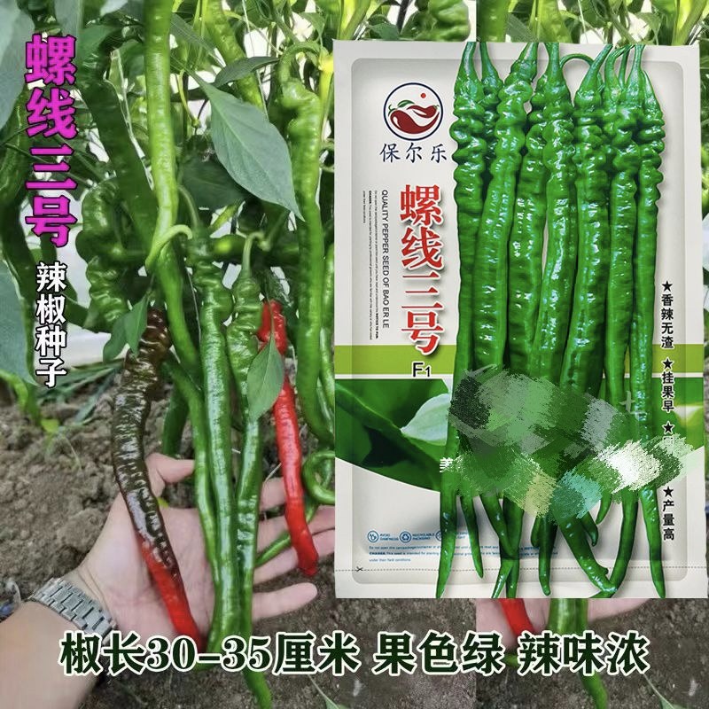 超辣长果螺线三号香辣椒种孑种籽二荆条南方四季早熟特大高产种子