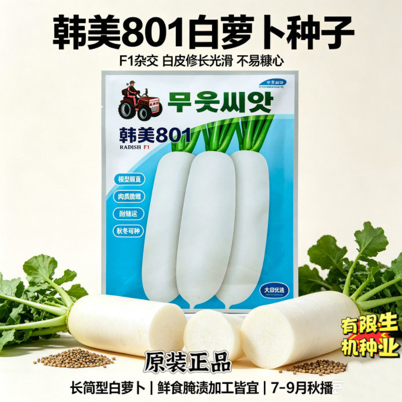 韩美801萝卜种籽白皮光