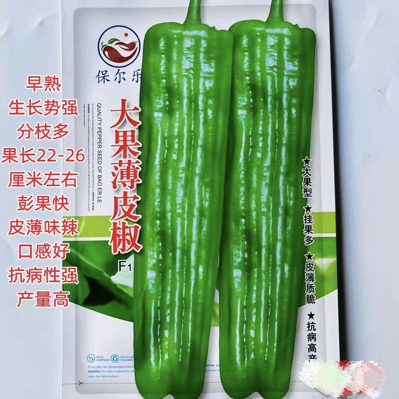 大果薄皮椒种子大果高产春秋播种微辣薄皮抗病大椒蔬菜种子包邮