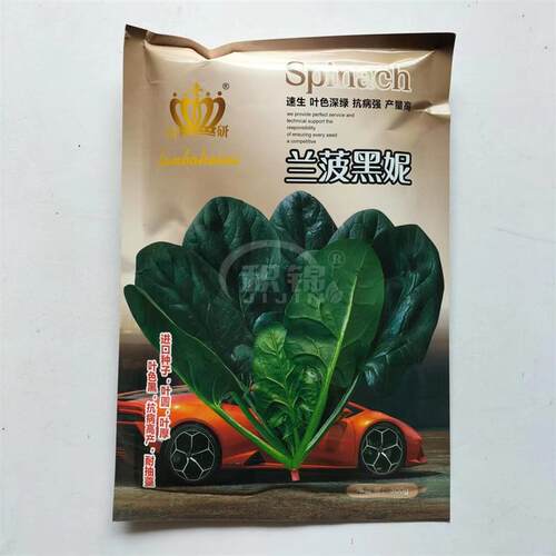 兰薄黑泥菠菜种子籽黑叶油亮生长快杂交高产抗病肉厚耐抽苔春秋播