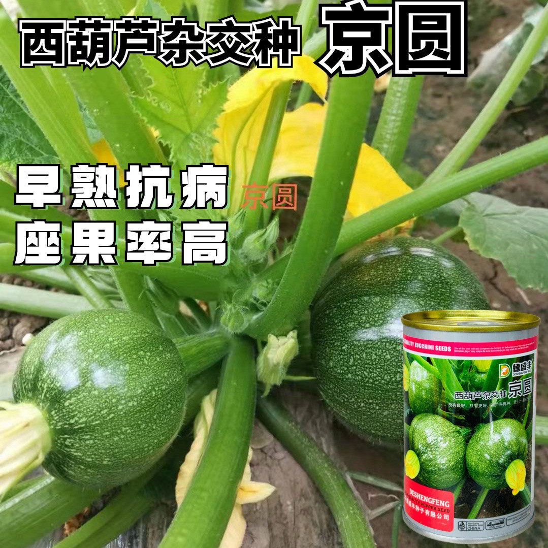 京圆西葫芦种子杂交扁圆