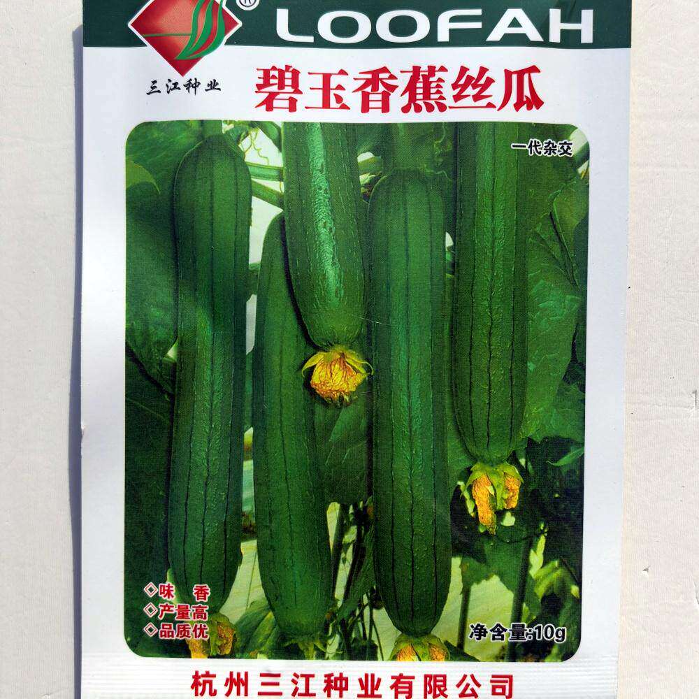 碧玉香蕉丝瓜种子抗病杂