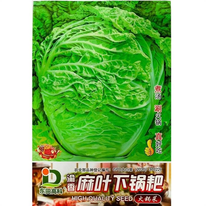 麻叶大白菜种子麻叶下锅耙白菜多叶火锅菜秋季早熟大白菜种子