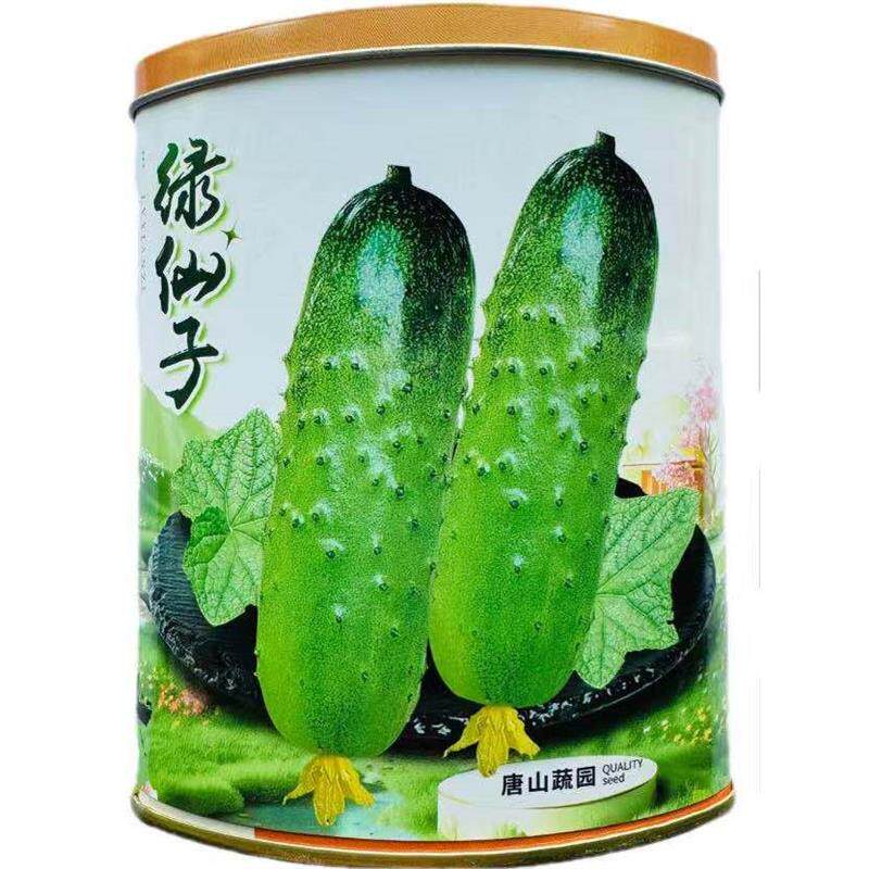 绿仙子黄瓜种子口感清脆