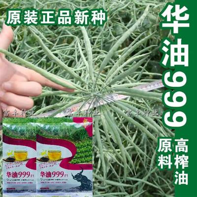 华油999油菜籽种子杂交高产高油矮杆大荚甘蓝型油菜种籽抗倒伏