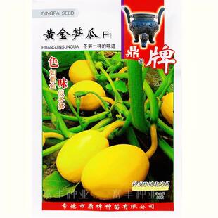 鼎牌黄金笋瓜种子 北瓜 特早熟嫩南瓜种子 特色冬笋味嫩南瓜种子