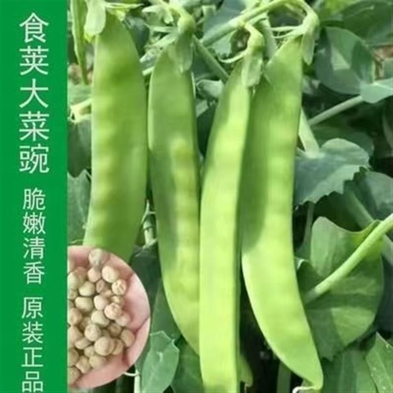 食荚大菜豌豌豆种子优质高产抗病农家菜园春夏秋四季播蔬菜种孑籽