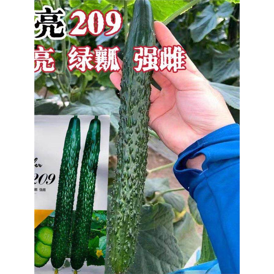 博亮209黄瓜种子强雌绿皮
