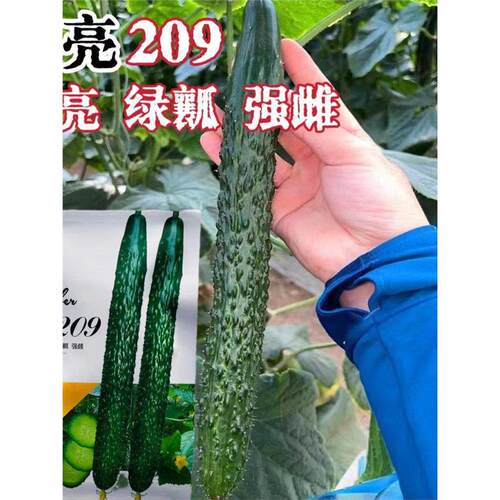 博亮209黄瓜种子强雌绿皮