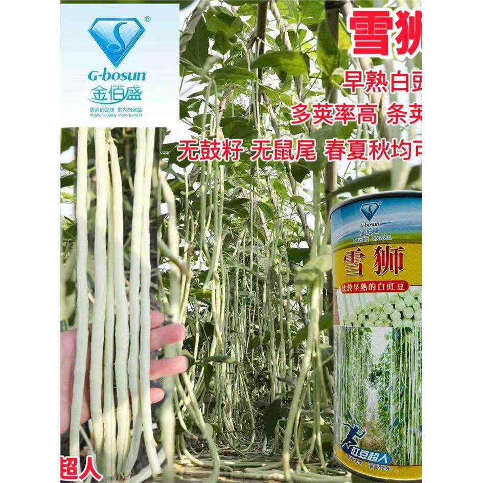 金佰盛雪狮白豇豆种子极