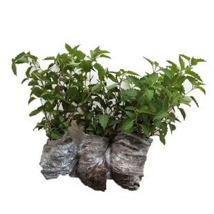 济源冬凌草苗10株三年生大苗带盆产地现挖正宗太行山冬凌草苗株