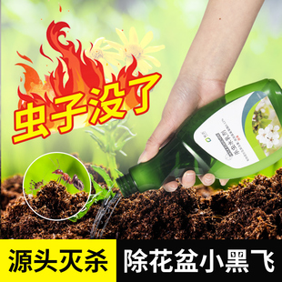 治花盆里的小黑飞花土里去除植物小飞虫室内有小虫专红蜘蛛的药植