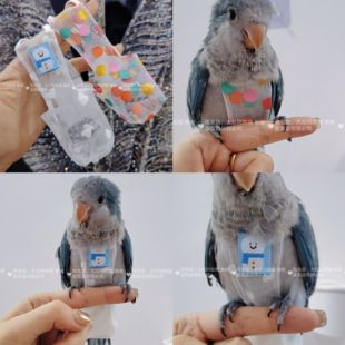 夏网纱透气鹦鹉尿不湿立体款固定肩带可调节大容量屎兜尿裤衣服