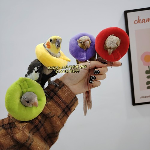 玄凤鹦鹉伊丽莎白圈受伤保护项圈牡丹虎皮防啄毛防咬毛鸟用脖套软