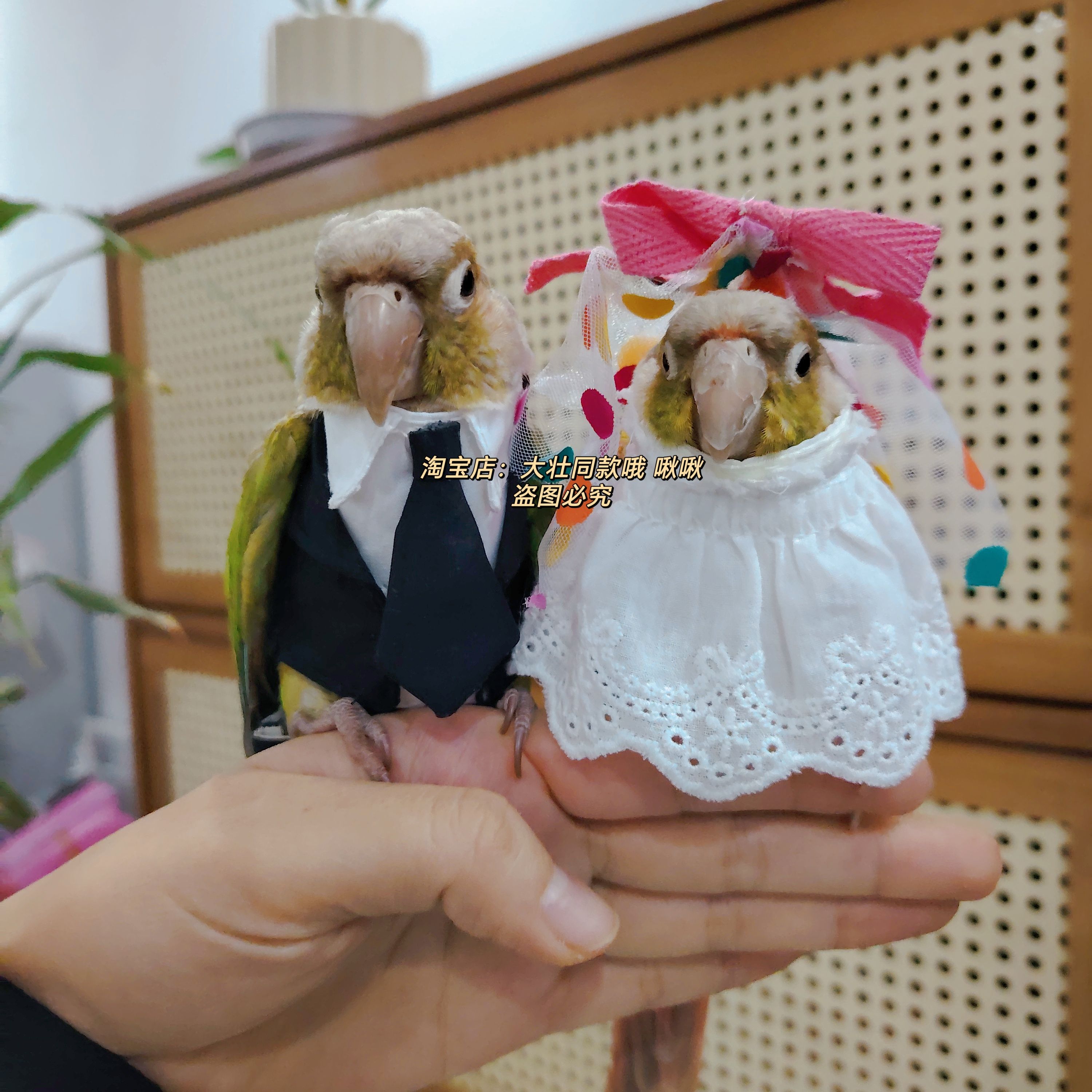 宠物鸟衣服 鹦鹉结婚装扮 婚纱西装玄凤牡丹鹦鹉衣服鸟飞行服