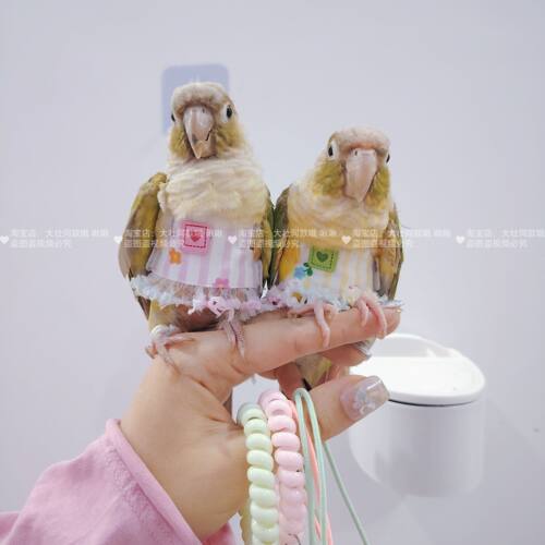 小花纱裙款宠物鹦鹉鸟超轻背带背心外出牵引衣服防止飞丢飞行服
