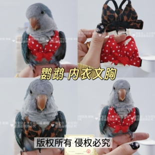 鹦鹉内衣文胸虎皮牡丹玄凤小太阳鸟用可爱搞笑文胸带绳扣防飞服