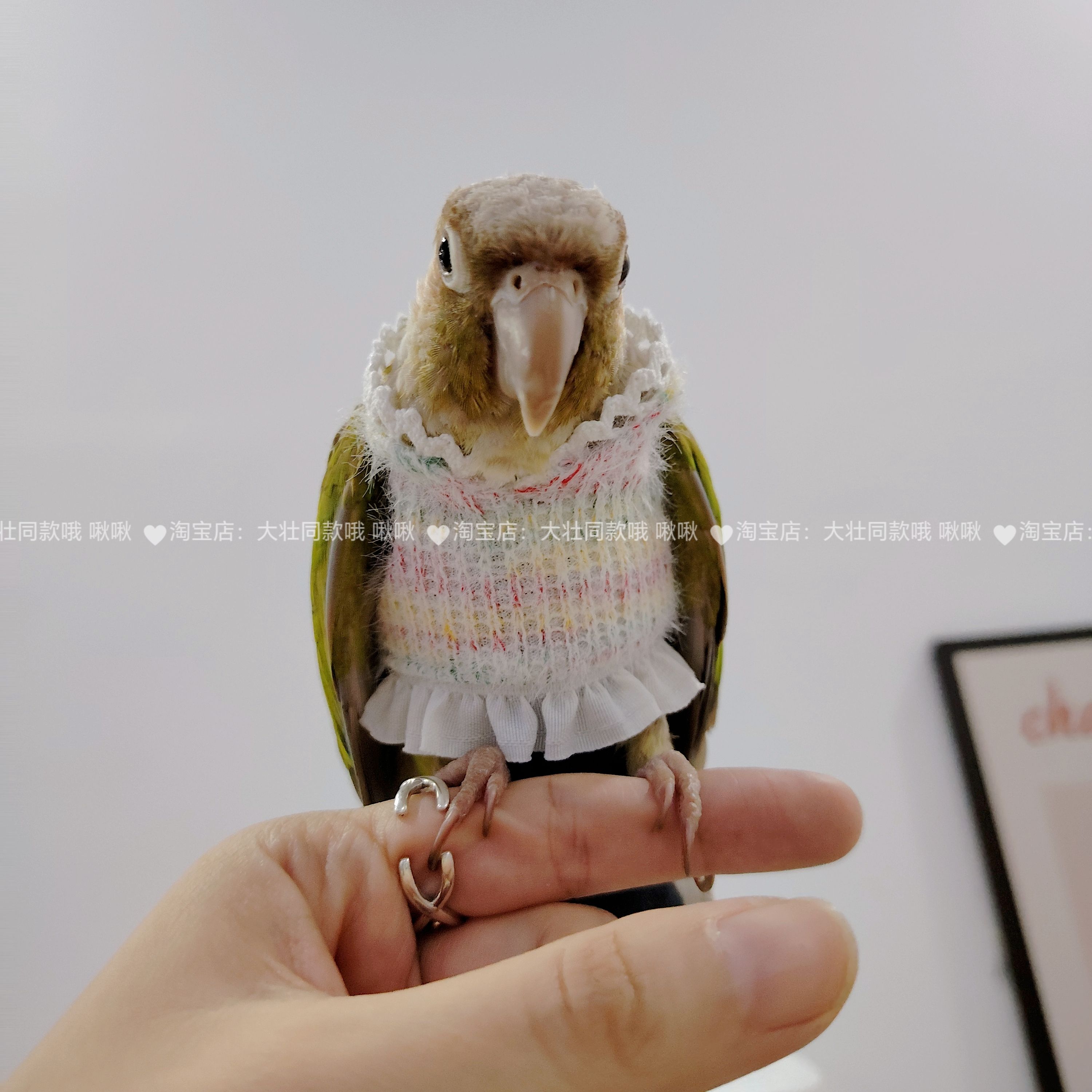 玄凤牡丹鹦鹉衣服中小型鸟类服装鸟用品可爱连衣裙飞行服