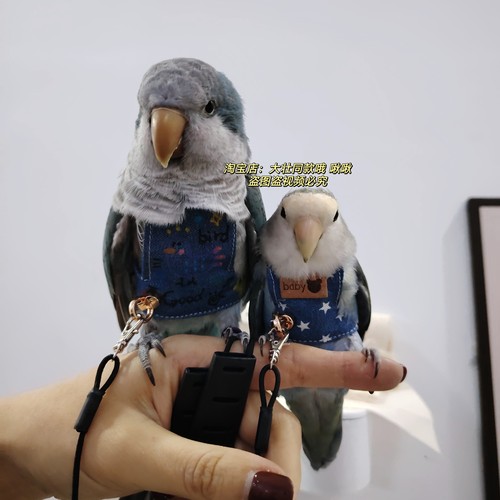 牛仔手绘款宠物鹦鹉鸟超轻背带背心外出牵引衣服防止飞丢飞行服