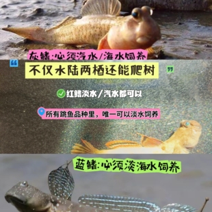 弹涂鱼跳跳鱼多个品种滩涂鱼水里养的宠物红鳍挖洞鱼好养耐养观赏