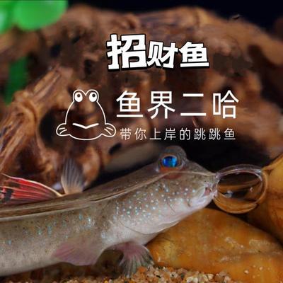 弹涂鱼跳跳鱼活鱼淡水滩涂鱼水里养的宠物红鳍挖洞鱼好养耐养观赏