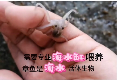 章鱼活体海水迷你观赏网红活物开箱视频报损