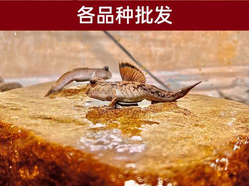 红鳍同款广东顺丰包活易养弹涂鱼