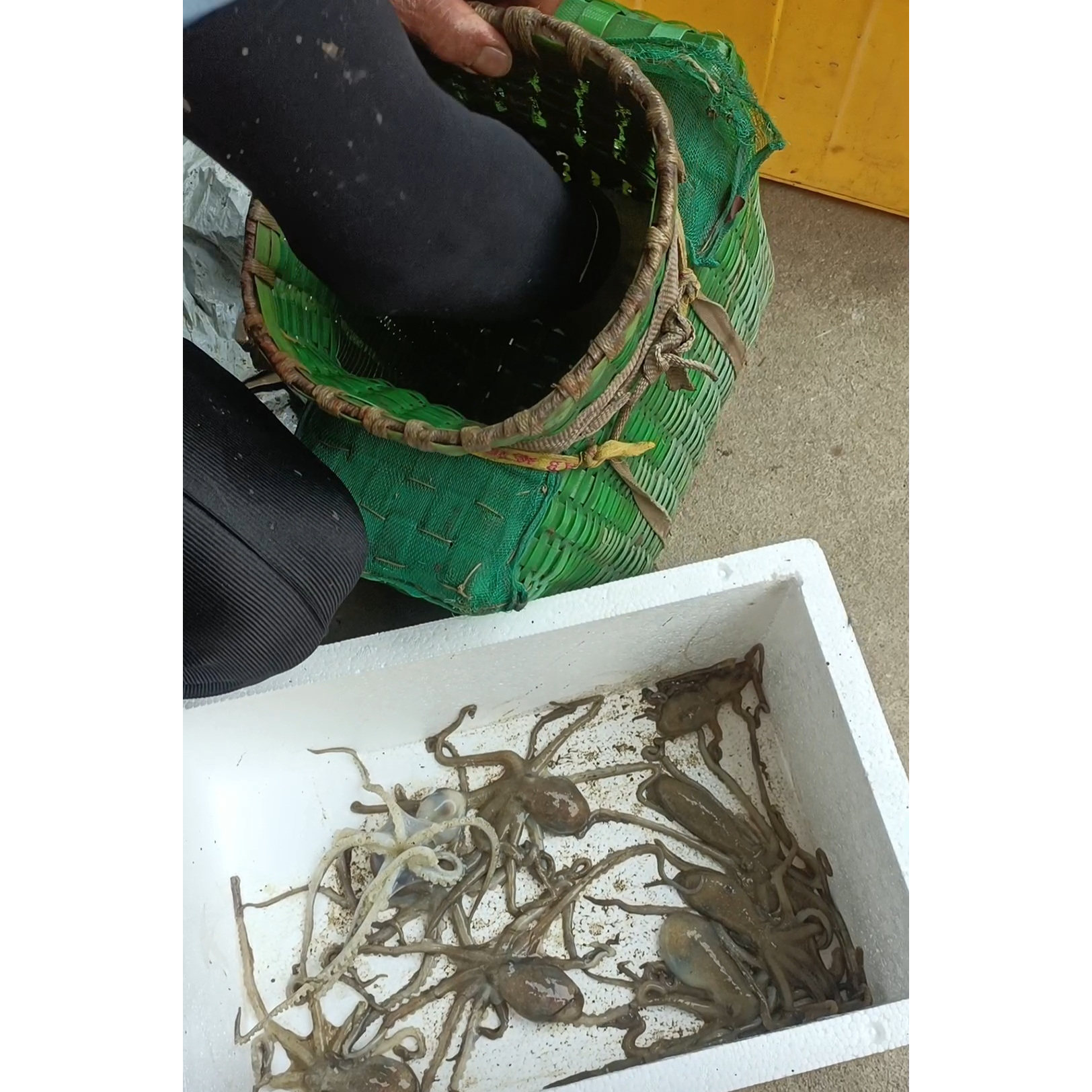 三门小海鲜舌尖中国纯野生望潮非小墨鱼章鱼鲜活