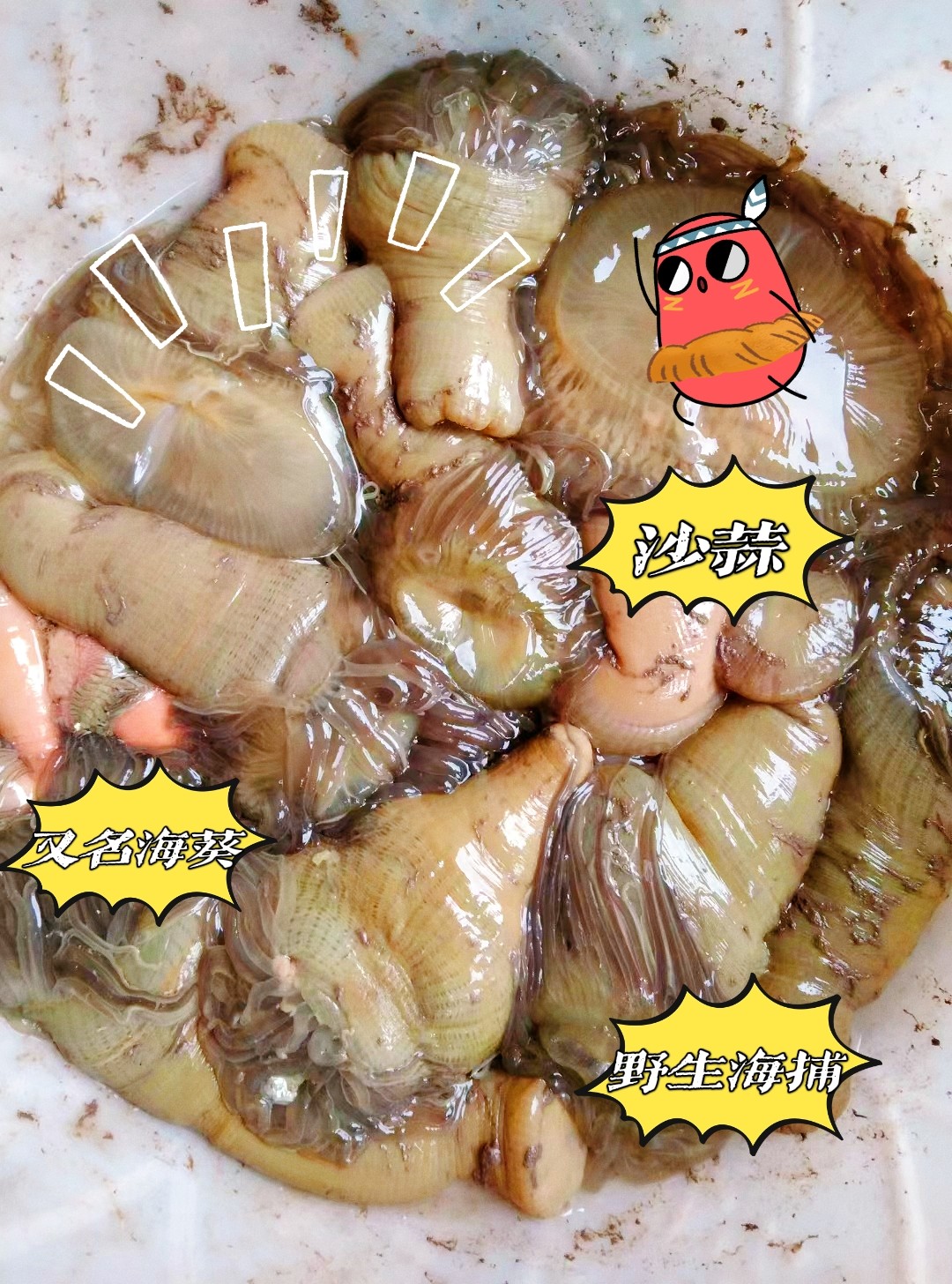 三门小海鲜鲜活沙蒜东海海捕鲜活海葵海卵子海肠子