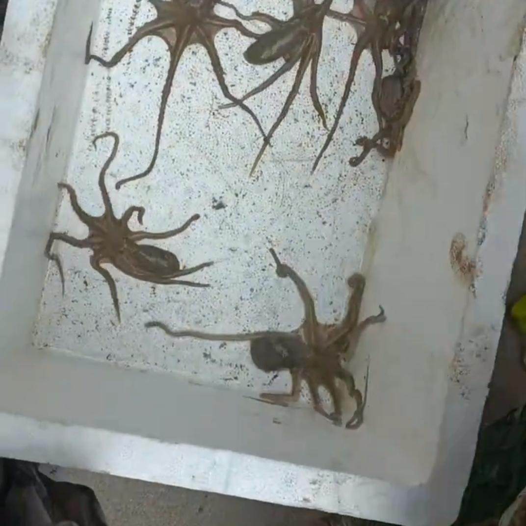 三门望潮八爪鱼章鱼界的天花板鲜活10个装不包活