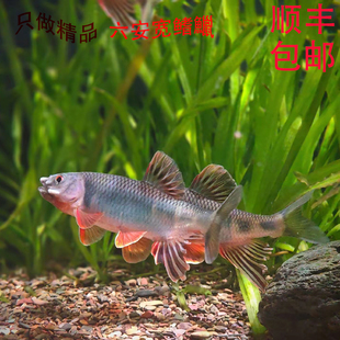 六安宽鳍鱲精品发色原生溪流鱼六安宽南宽广温冷水鱼野采观赏鱼