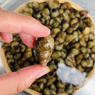 螺丝鲜活5斤大号田螺新鲜田螺活体包活泥螺螺蛳粉螺丝肉鲜活石螺