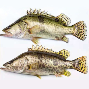 鳜鱼新鲜现捕现杀淡水鱼顺丰当天发货桂鱼季花鱼鳌花鱼真空包装