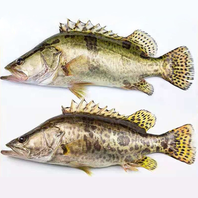 鳜鱼新鲜现捕现杀淡水鱼顺丰当天发货桂鱼季花鱼鳌花鱼真空包装