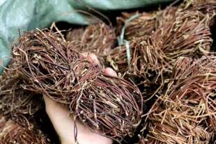 鸡骨草500g农家干货广东相思子煲汤料老滕根益肝无硫中药材散装