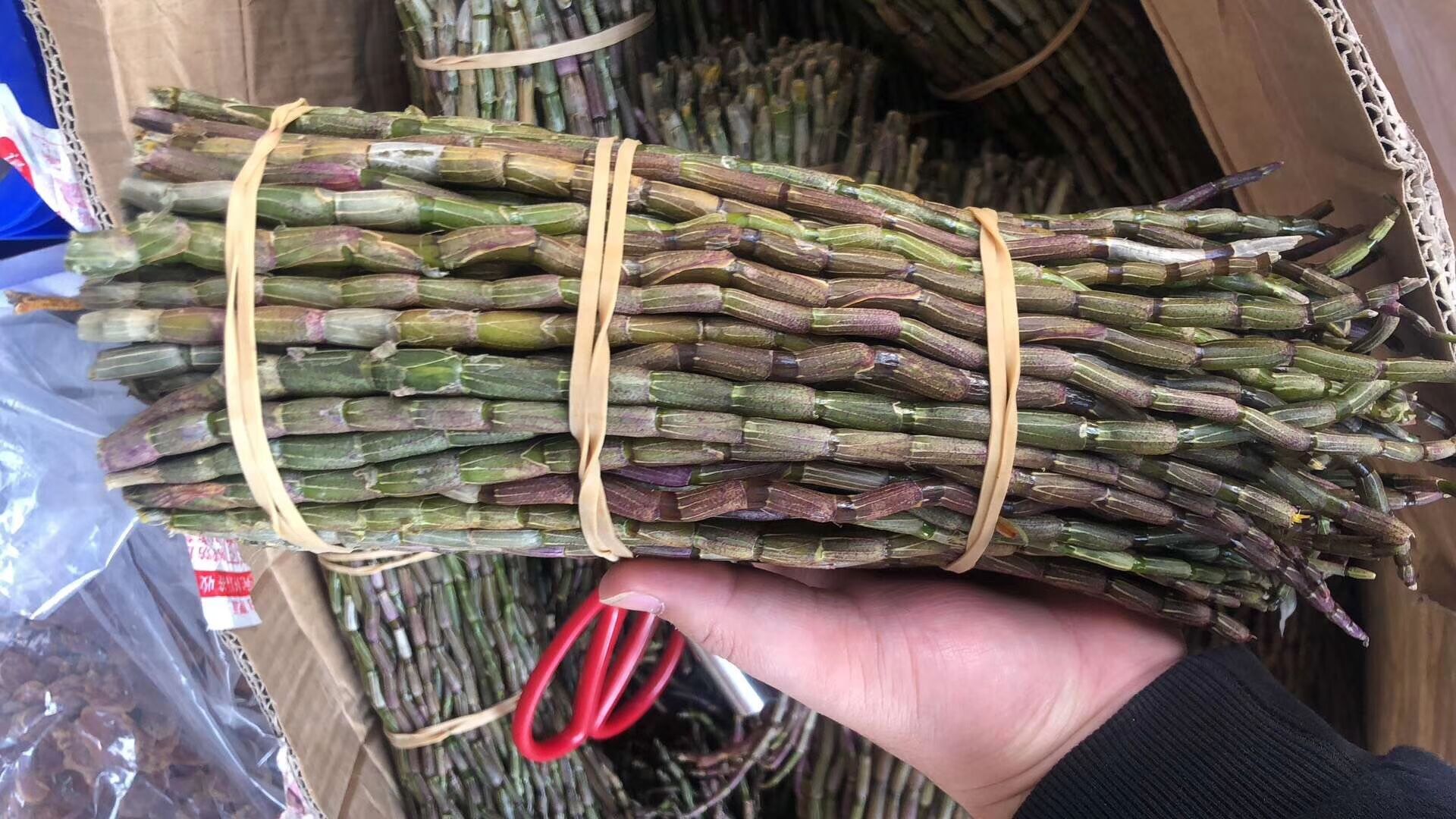 新鲜铁皮石斛鲜条4年铁皮石斛枫斗霍山石斛种源石斛榨汁500g包邮