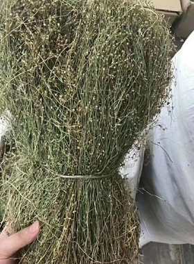 新货2020年青草药潮汕优质四叶莲 四合莲 四合梅 天良草500克