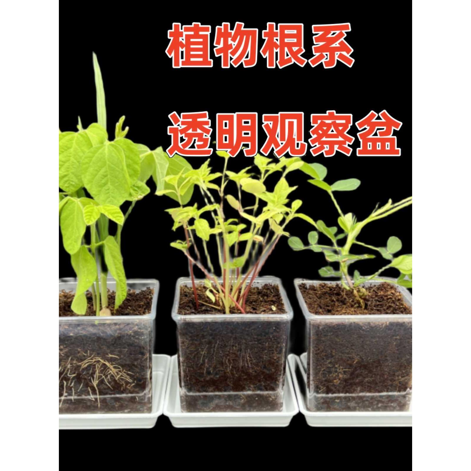 儿童透明观察盆种植小盆栽科学幼儿园植物角养植实验花生豆子凤仙