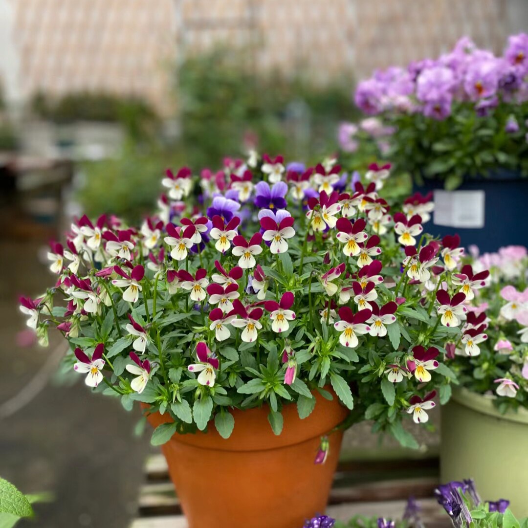 山东角堇盆栽花苗带花苞发货小兔子堇易爆盆花卉冬天好养三色堇,鲜花速递/花卉仿真/绿植园艺,时令草本花卉,淘宝优惠券,粉丝福利购,淘宝优惠卷