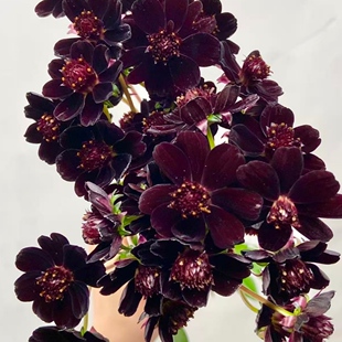 巧克力秋英盆栽花卉耐热好养植物花期长庭院阳台植物山东基地直发