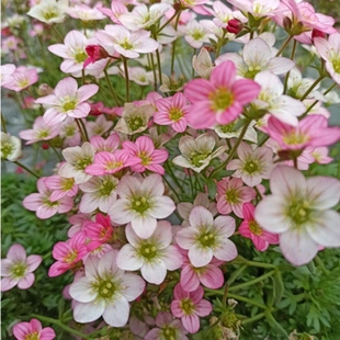 虎耳草花苗盆栽花卉易爆花花量大多年生花期长