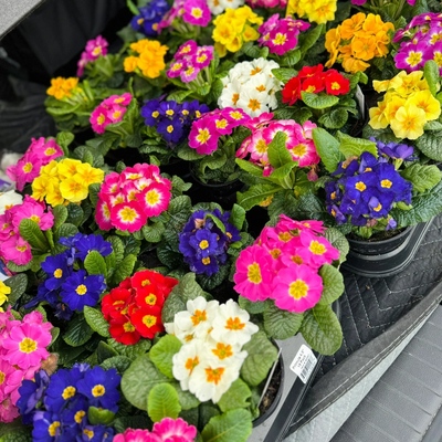 报春花盆栽年宵花卉花期长耐寒好养活阳台花卉