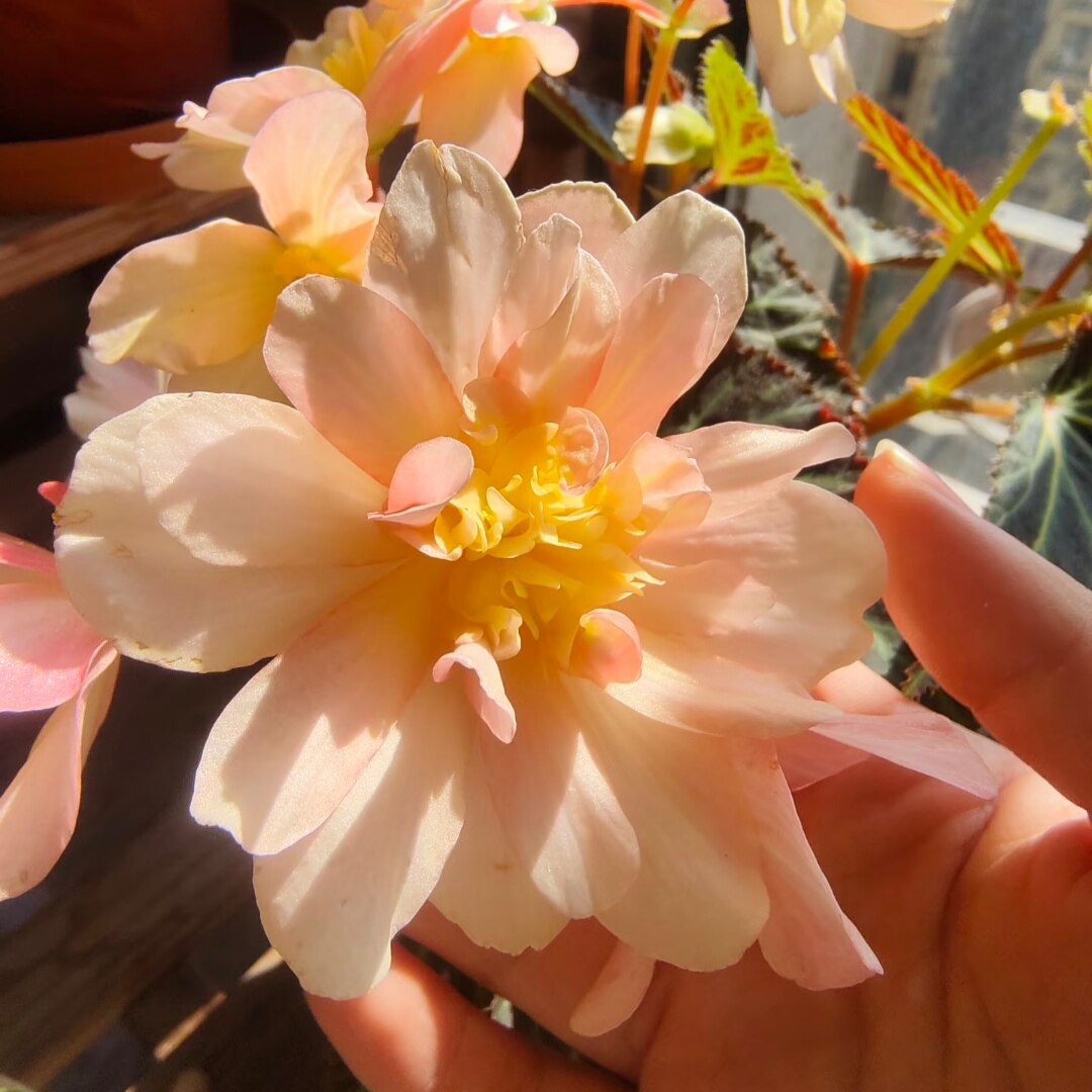 景观海棠花 花期长 年宵花卉 易爆花植物